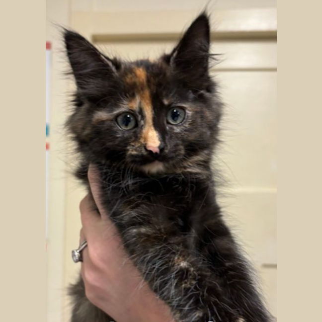 Photo of Dutchess Of Roy