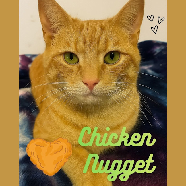 Photo of Chicken Nugget