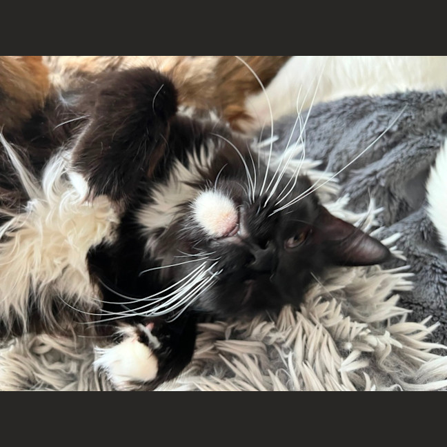 Photo of Candy *9 Lives Project Rescue*