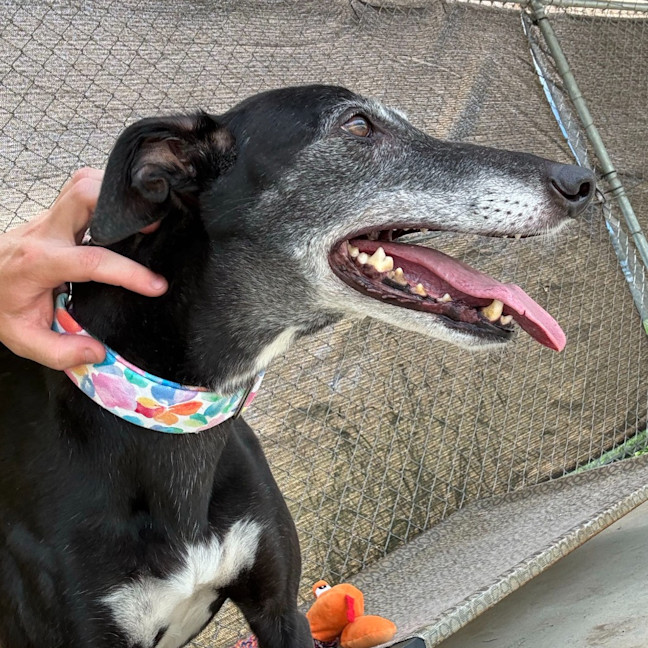 Photo of Lucy The Greyhound