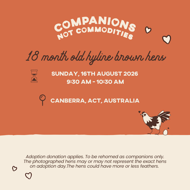Photo of Adoption Day | Rescue Hens