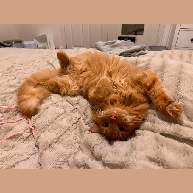 Photo of Teddy 🧡