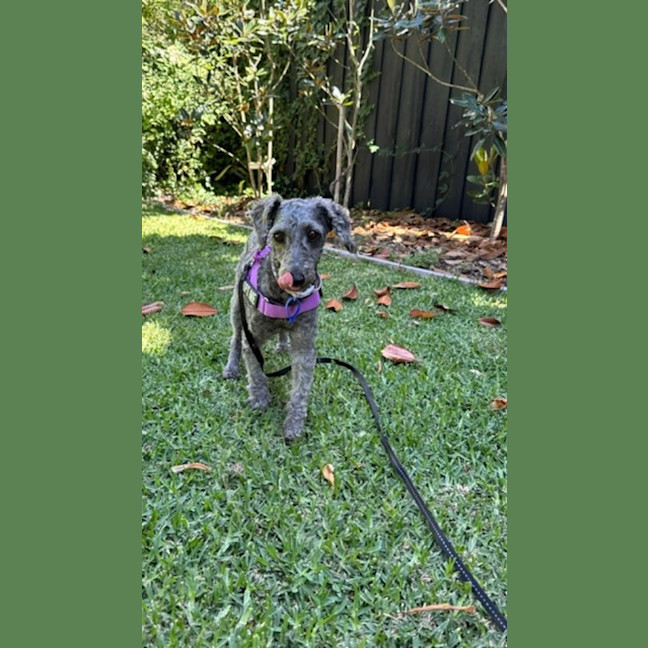 Photo of Coco & Bubbles   3 & 1 Yo Toy Poodle