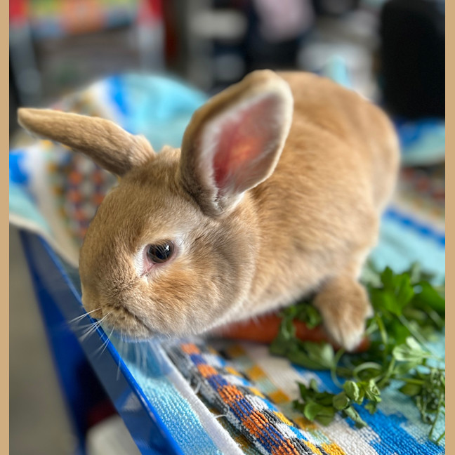 Photo of Aioli (Bonded To Hollandaise)