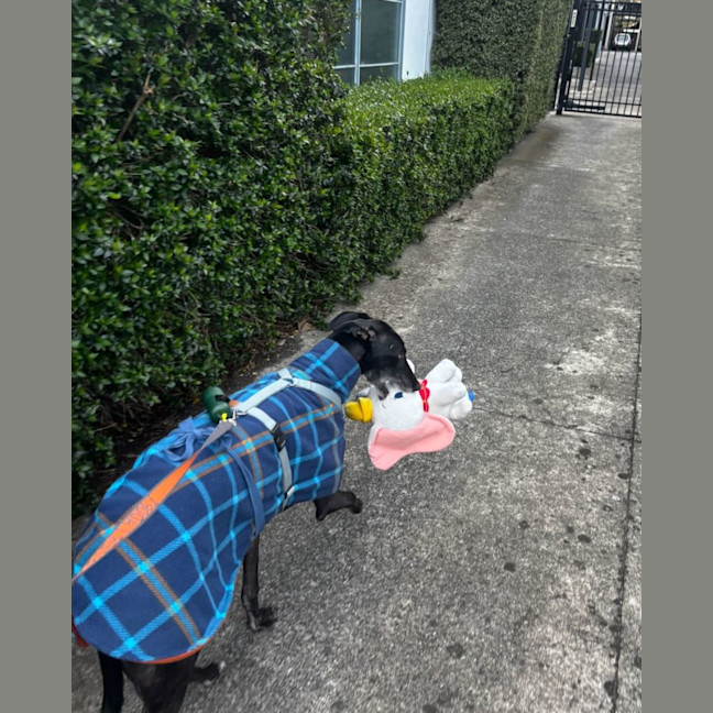 Photo of Bella