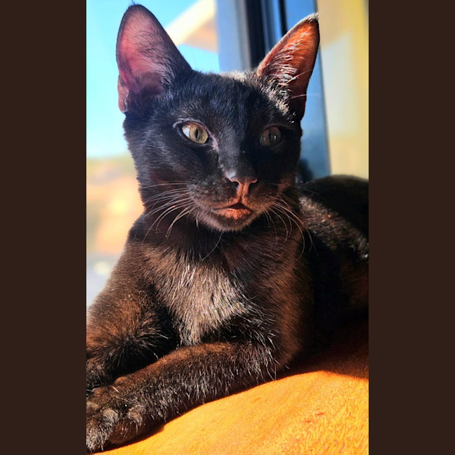Photo of Freddo