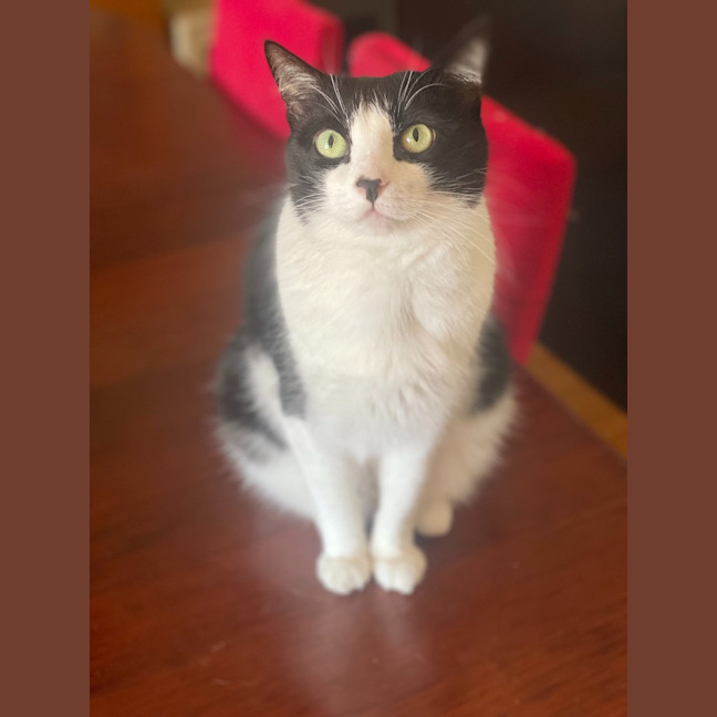 Photo of Loki Sweetness