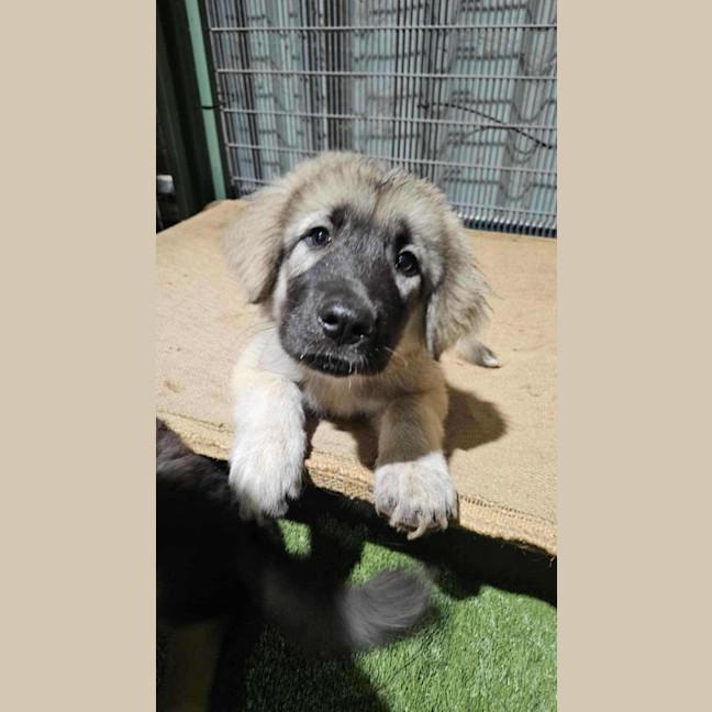 Photo of Osa