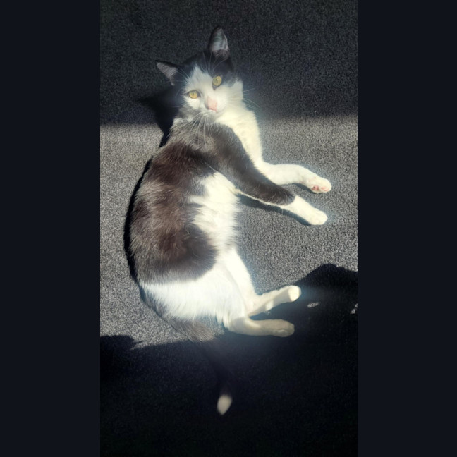 Photo of Lucky (Black & White)