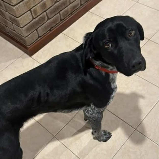 Photo of Rocco