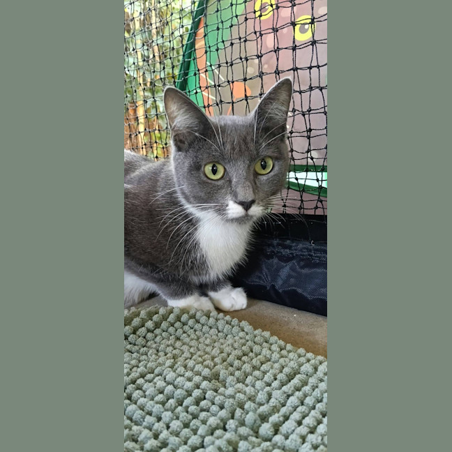 Photo of Meeko
