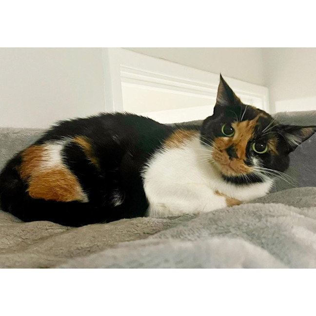 Photo of 11007   Thorn