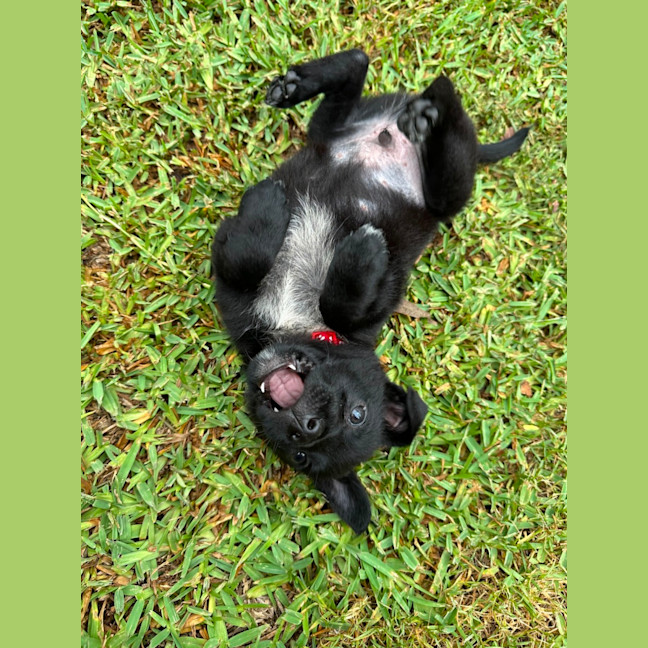Photo of Taz   8 Week Old Cattle Dog X Kelpie