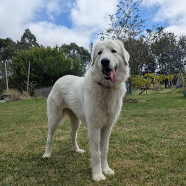 Photo of Bonnie