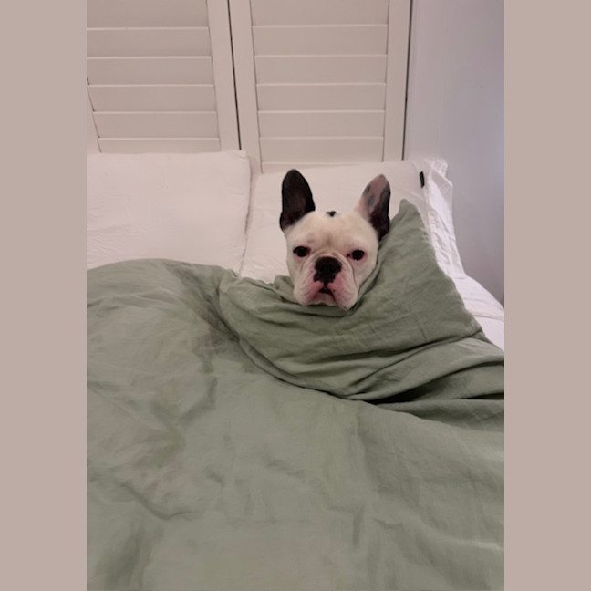 Photo of Kylo   5 Year Old French Bulldog 