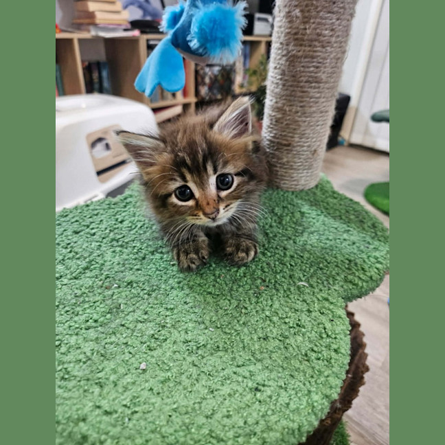 Photo of Rosa (Maisy)