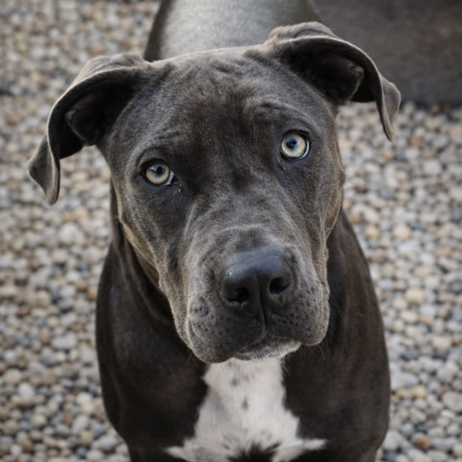 Photo of Lulu