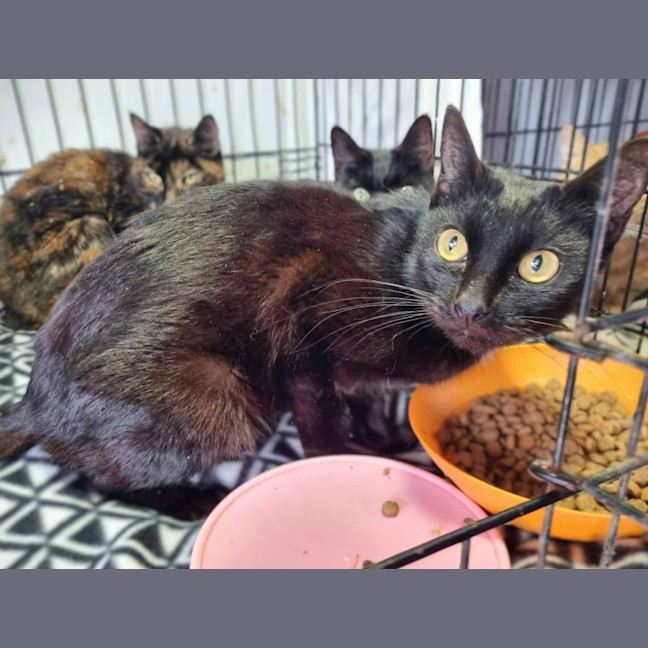 Photo of Panther