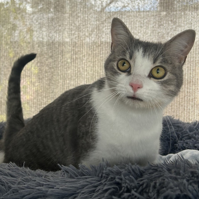 Photo of Pilchard And Sardine