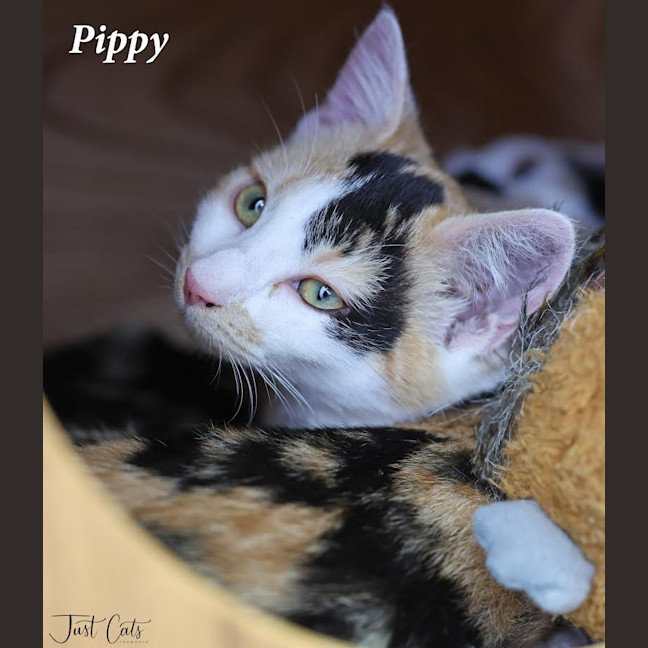 Photo of Pippy