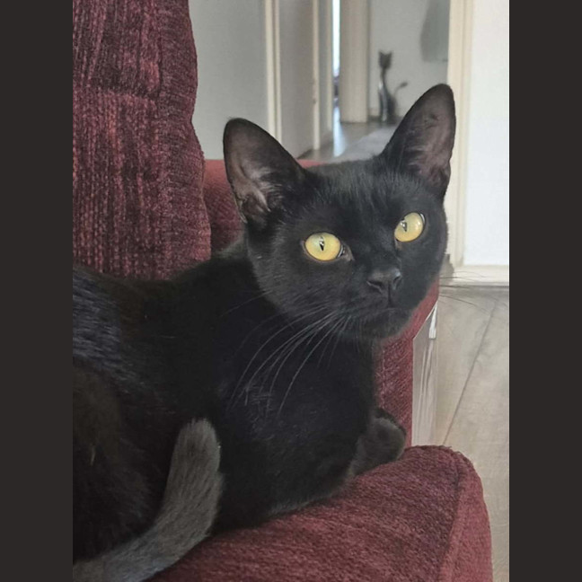 Photo of Nova