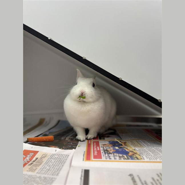 Photo of Baby Cloud