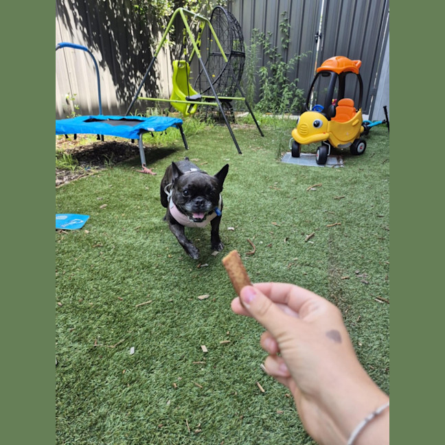 Photo of Cookie   6 Year Old French Bulldog