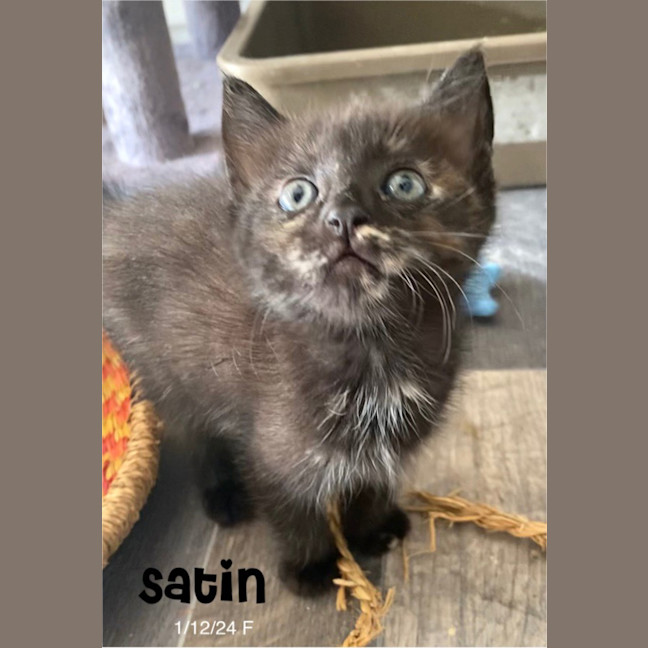 Photo of Satin