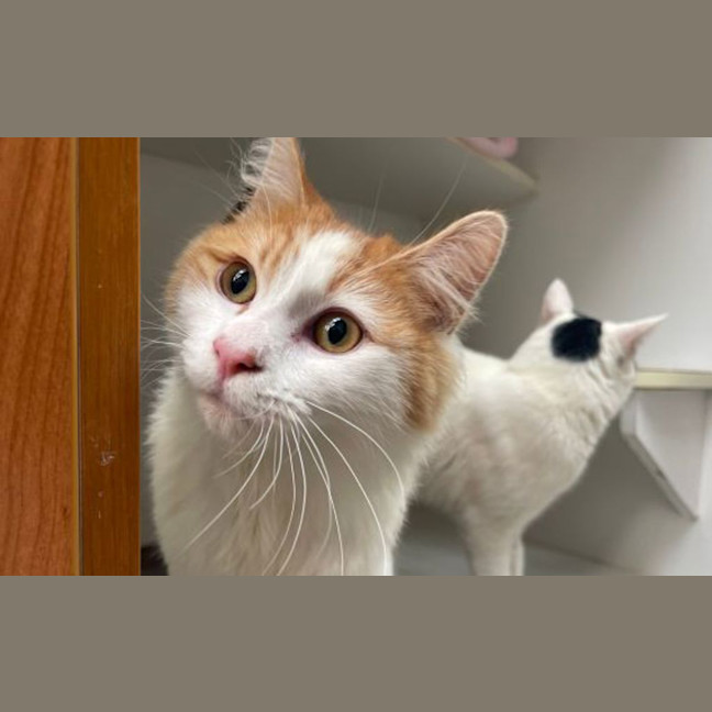 Photo of Tinker