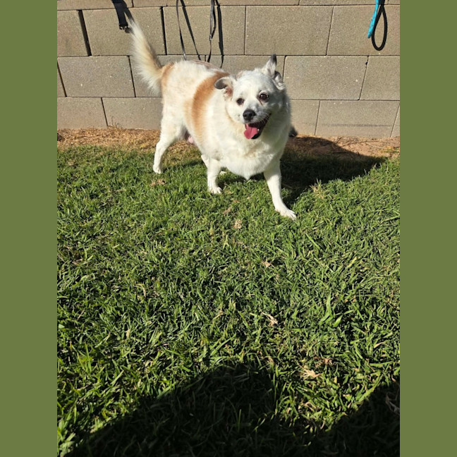 Photo of Rosie 