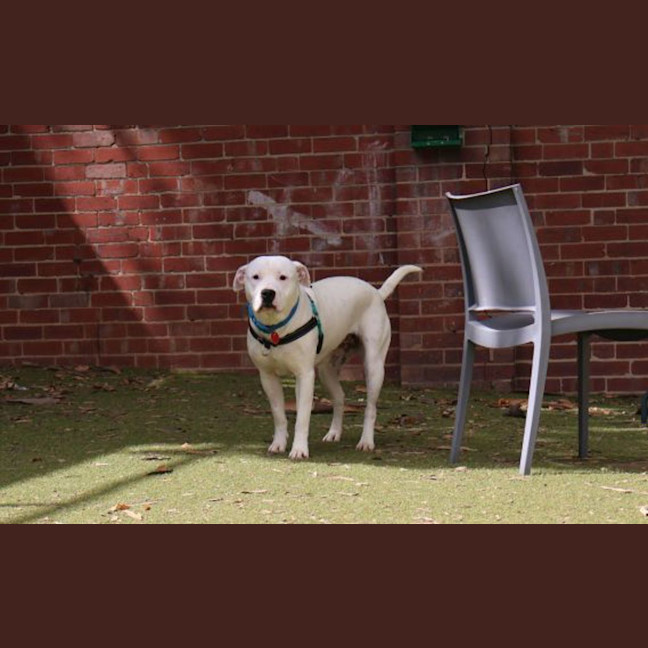 Photo of Posey