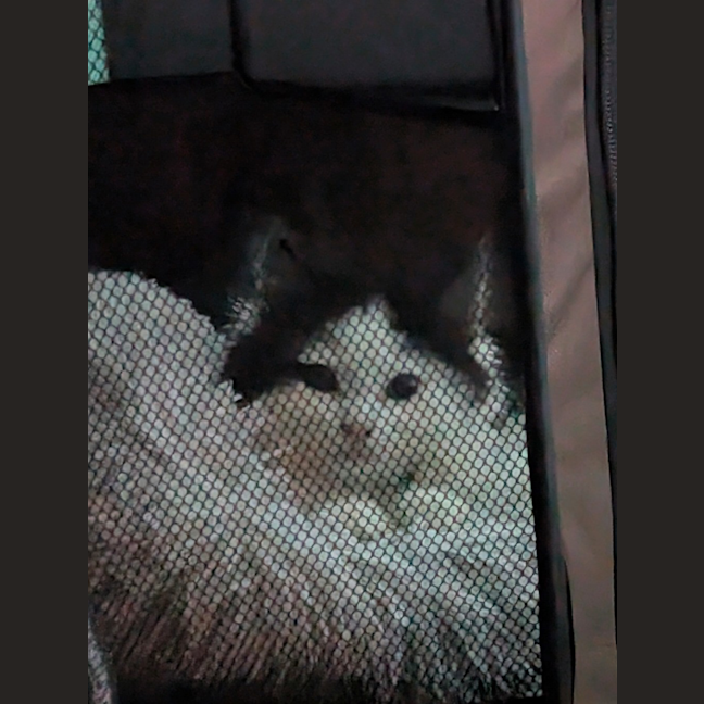 Photo of Bobby (Was Oreo)