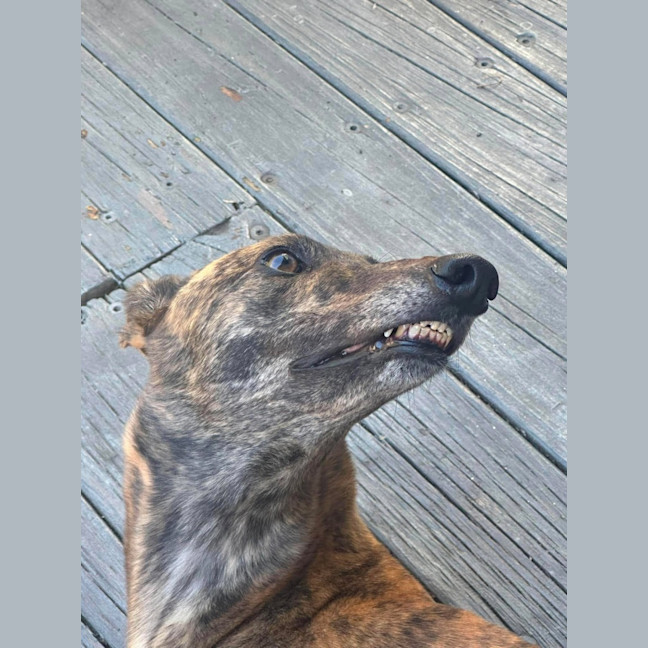 Photo of Winnie, The Greyhound