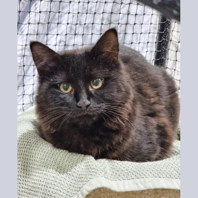 Photo of Tansy