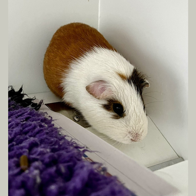 Photo of Craig (Bonded To Mack)