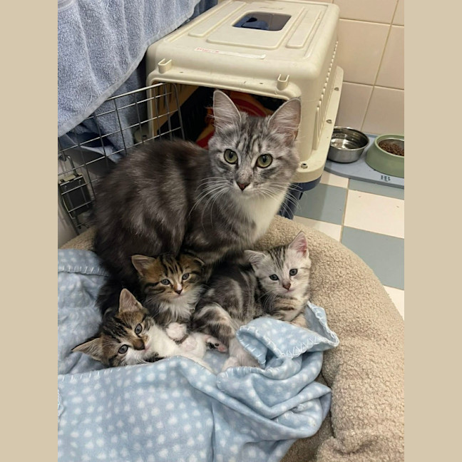 Photo of Bluey Meet Me@Petstock Carrum Downs Store 