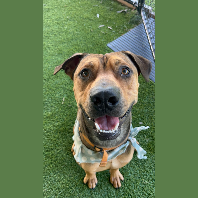 Photo of Rosco