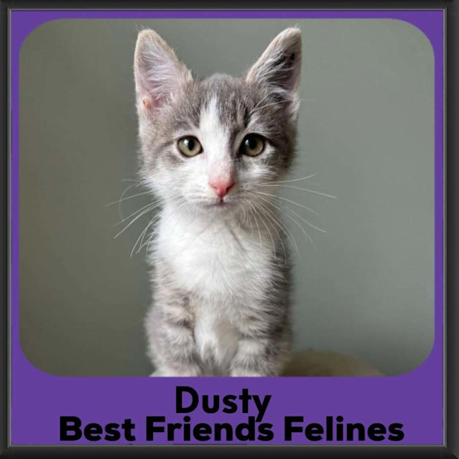 Photo of Dusty