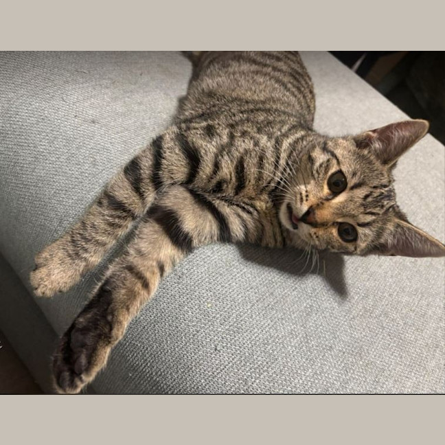 Photo of Mini Olive