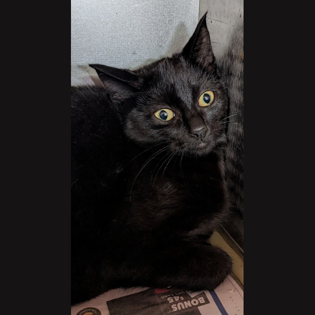 Photo of Scarface Claw