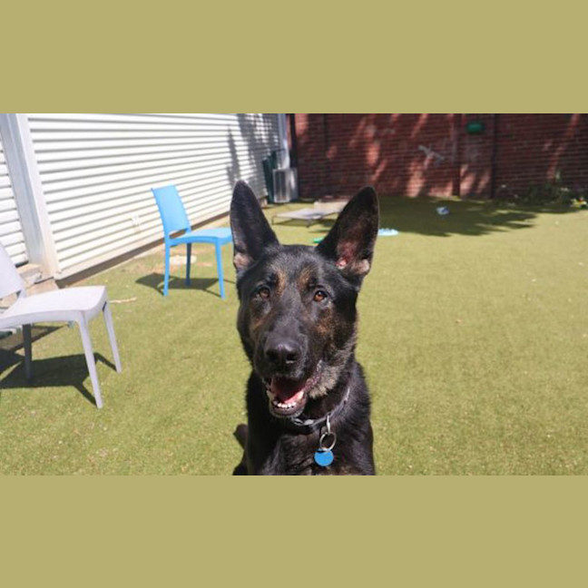 Photo of Cheddar