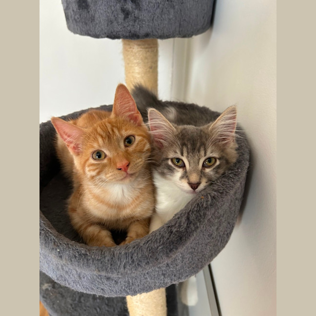 Photo of Cherub & Rudolf 