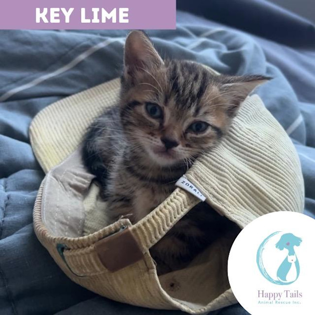 Photo of Key Lime