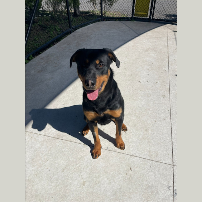 Photo of Scooter Imp 1371