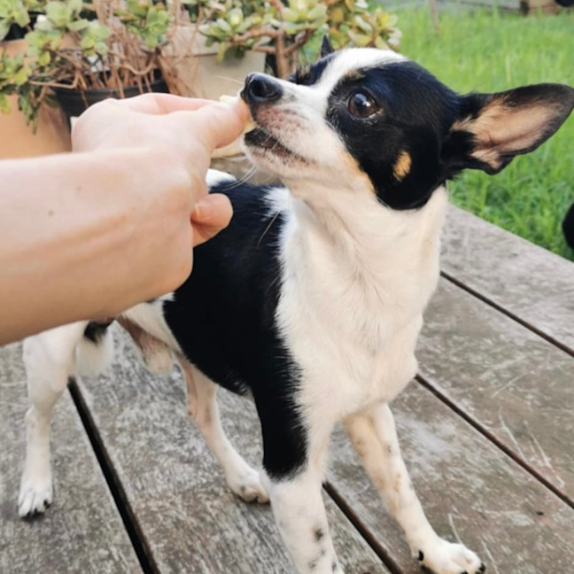 Photo of Oreo 🎾