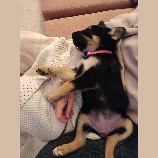 Photo of Peach   7 Week Old Kelpie X Husky (Trial)