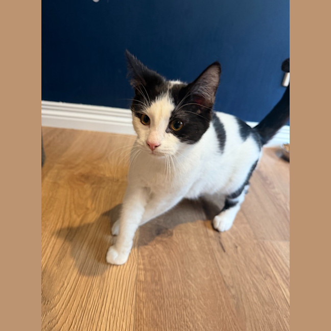 Photo of Dandelion