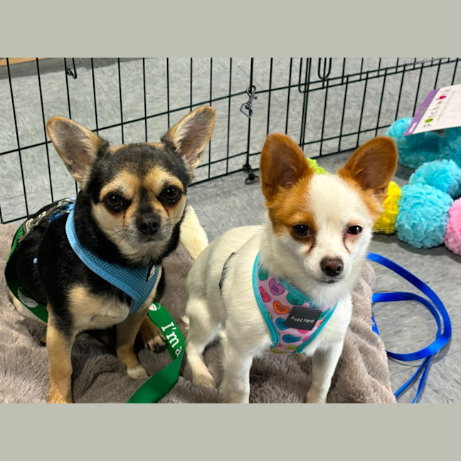 Photo of Apple & Orange