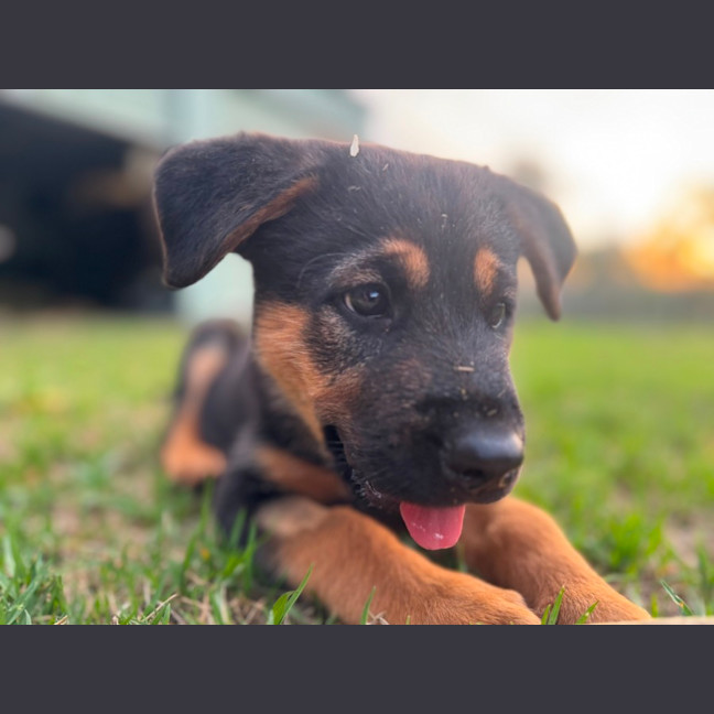 Photo of Eve   9 Week Old German Shepherd 
