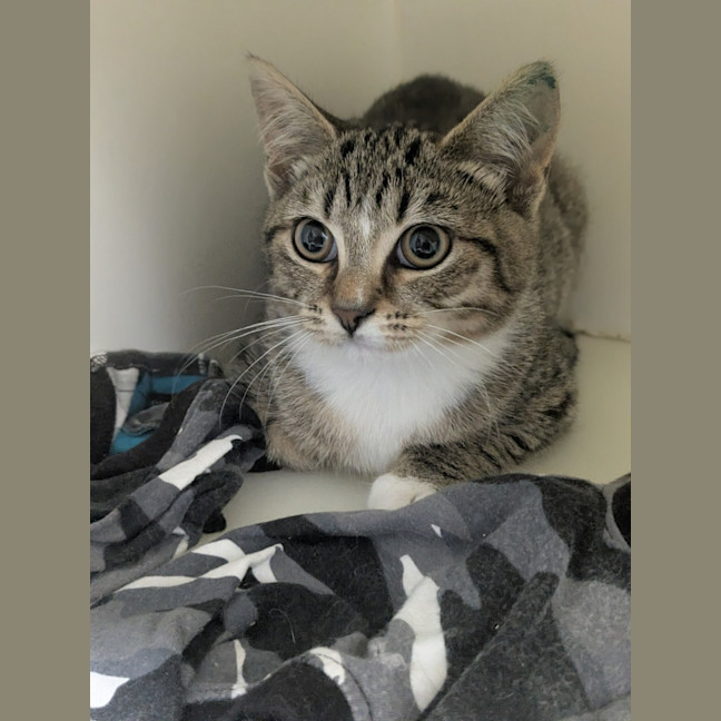 Photo of 🦎 Stiltskin 6873 🦎